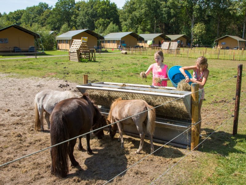 Bosrand Glamping