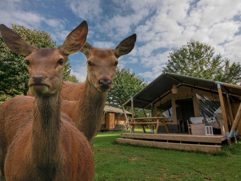 Glamping De Weerd