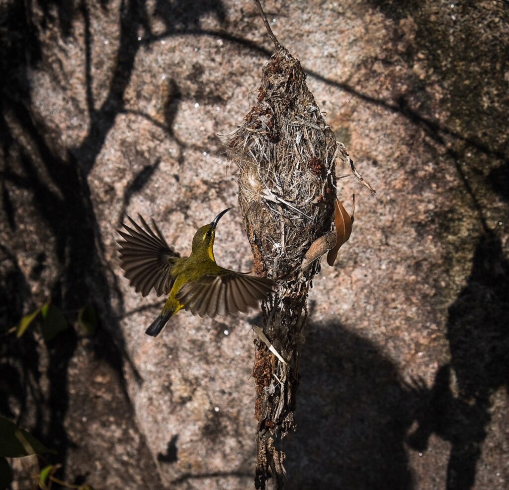 foto vliegende vogel